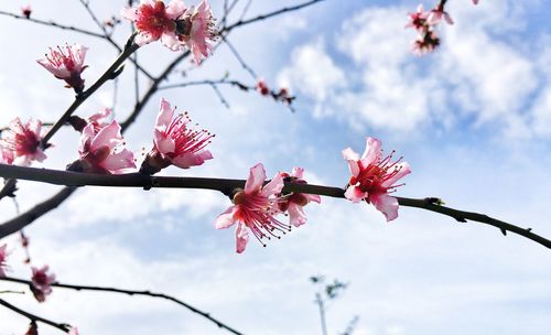 Low angle view of cherry blossoms in spring