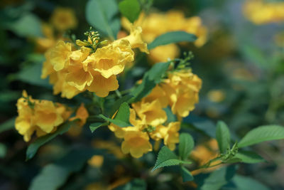 Close-up of yellow flowering plant