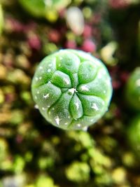 Close-up of water drops on plant