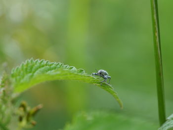 Close-up of insect on leaf