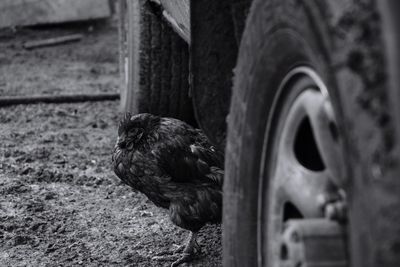 Side view of a hen under vehicle