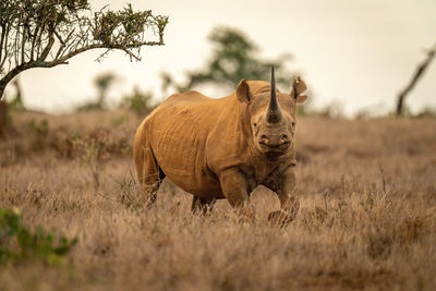 Black rhino