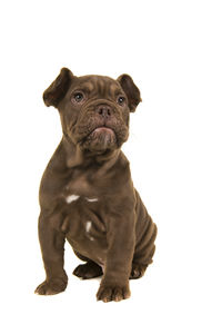 Portrait of a dog over white background