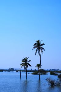 Palm trees on beach against clear blue sky