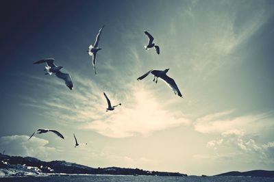 Low angle view of bird flying in sky