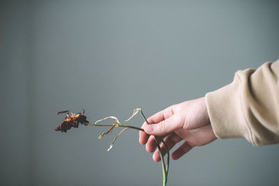 Close-up of hand holding paper over white background