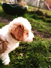 Close-up of dog on field