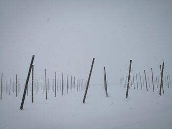 Close-up of wood