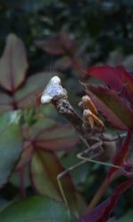 Close up of plant