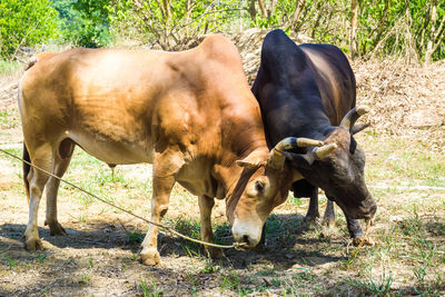 Cows in a field