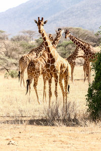 Giraffes on field in forest