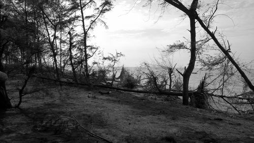 Trees on landscape against sky