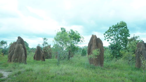 Trees on field against sky