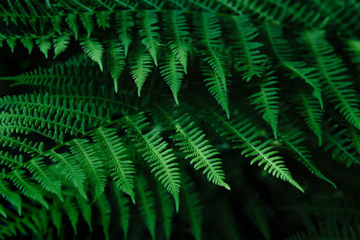 Close-up of fern leaves