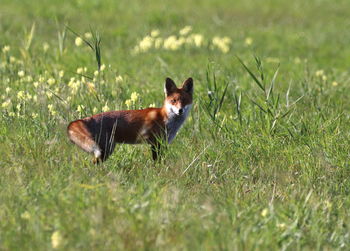 View of a dog on grass