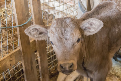 Close-up of cow