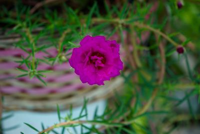 Close-up of pink rose flower