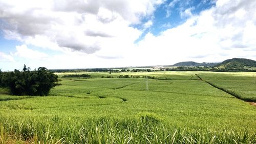Scenic view of field against sky