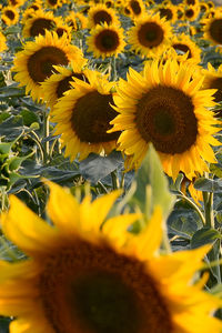 Close-up of sunflowers blooming outdoors