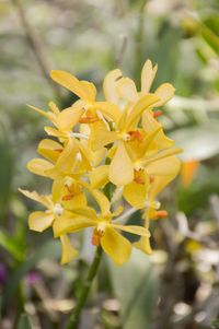 Close-up of yellow flowering plant