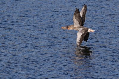 Seagull flying over sea