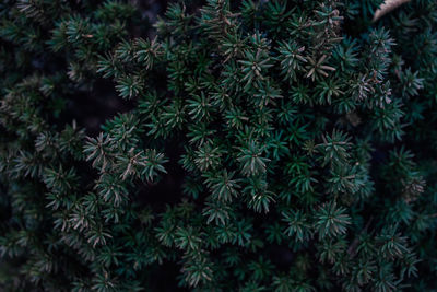 Closeup textural dark green plants