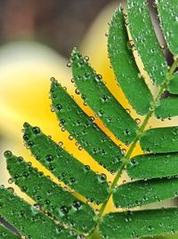 Close-up of wet plant leaves during rainy season