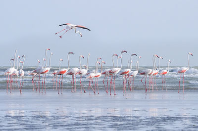 Flamingoes at sea against sky