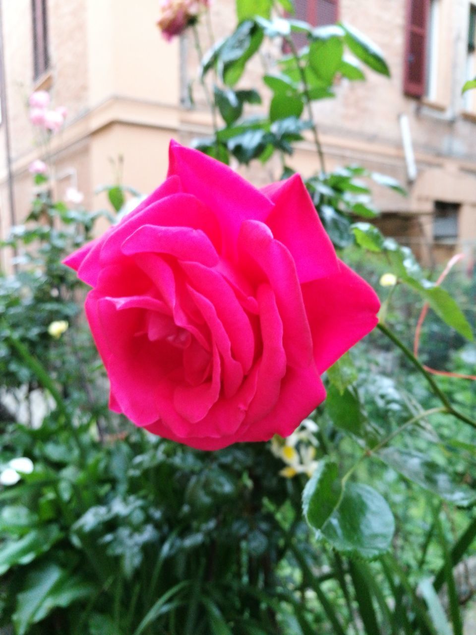 CLOSE-UP OF PINK ROSE