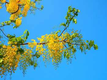 Low angle view of tree against clear blue sky