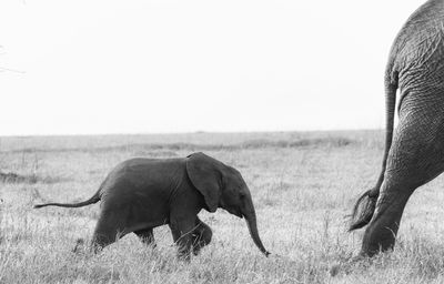 View of elephant on field