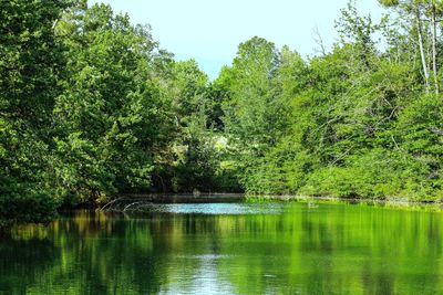 Scenic view of lake in forest