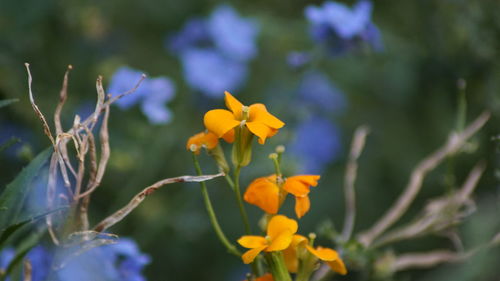 Close-up of yellow flowers blooming outdoors