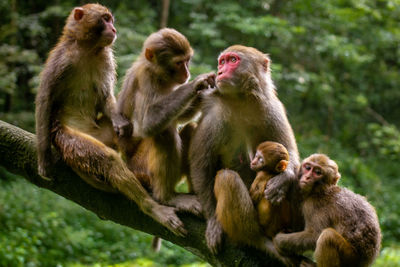 Monkeys sitting outdoors