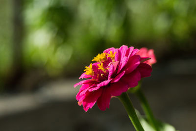 Close-up of pink flower