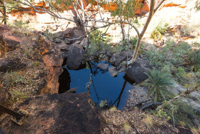 High angle view of rocks by trees in forest