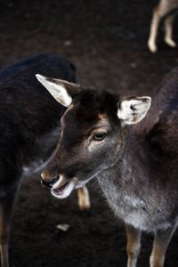 Close-up of deer standing on field