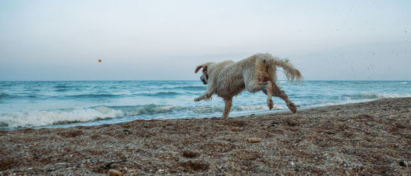 View of a horse on beach