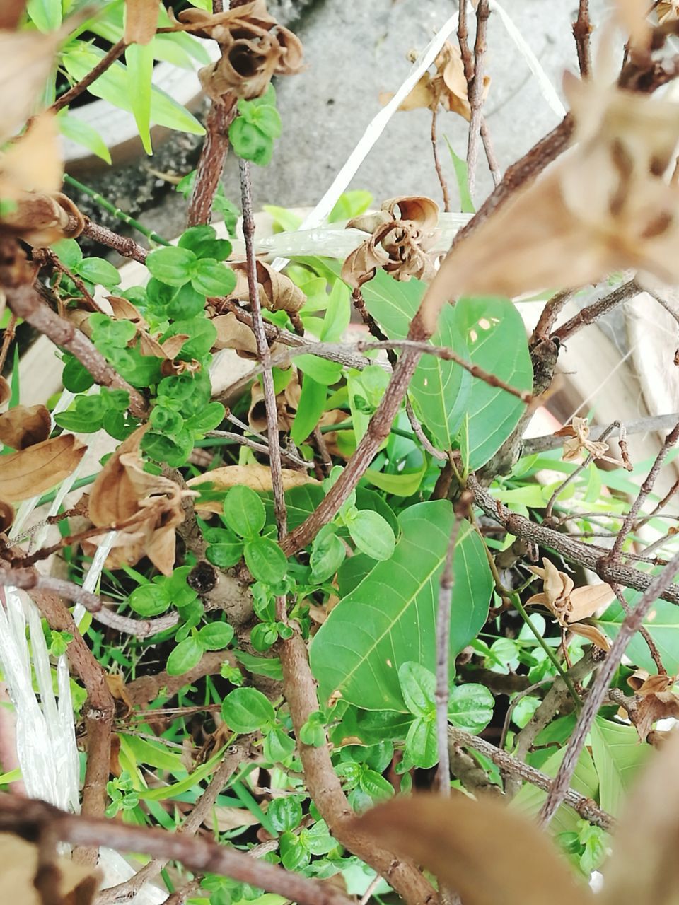 plant, growth, leaf, green color, stem, green, close-up, nature, creeper plant, growing, freshness, day, outdoors, beauty in nature, thorn, plant life, creeper, no people, botany