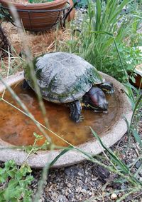 High angle view of turtle in water