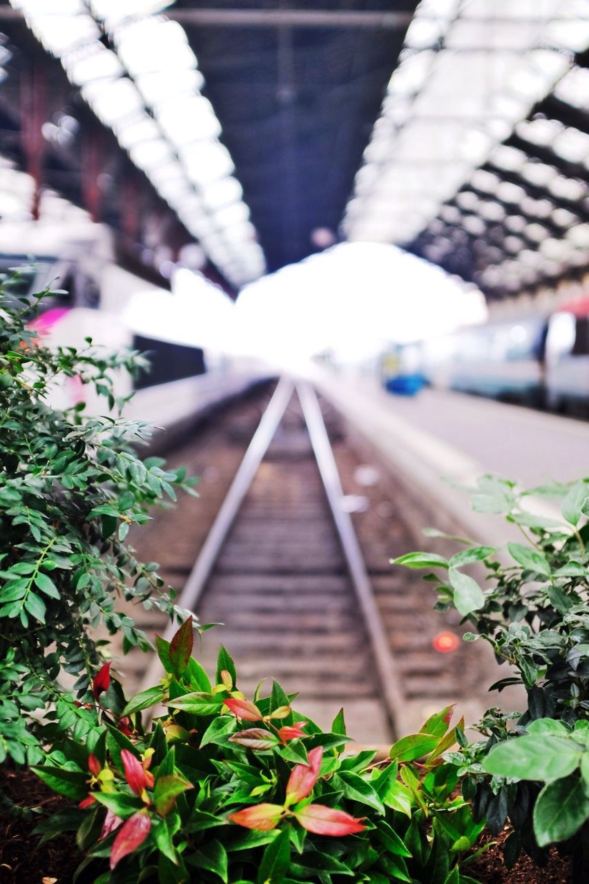 built structure, plant, architecture, the way forward, flower, steps, leaf, selective focus, growth, steps and staircases, focus on foreground, close-up, day, building exterior, no people, railing, outdoors, diminishing perspective, nature, high angle view