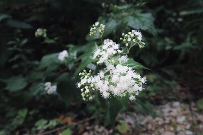 Close-up of white flowering plant on field