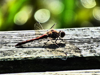 Close-up of insect on wood