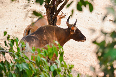 Deer in a field