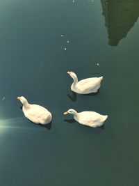 High angle view of swans swimming in lake