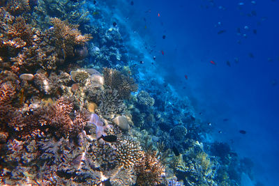 sea
