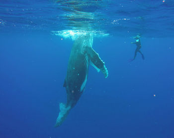 Humpback whale swimming in sea