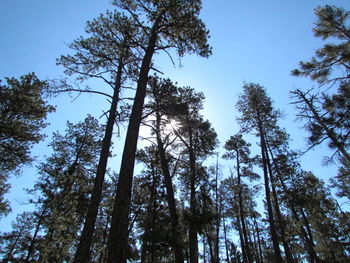 Low angle view of trees against clear blue sky