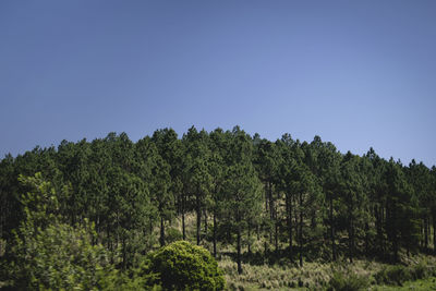 Scenic view of forest against clear blue sky