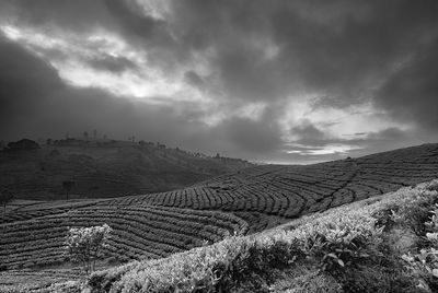 Scenic view of agricultural field against sky